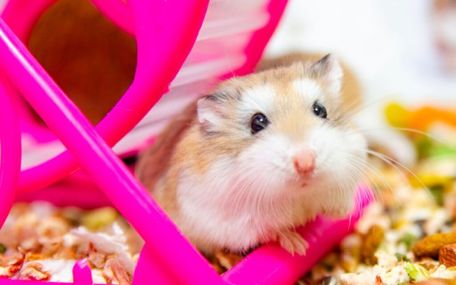 7 dicas para escolher corretamente a gaiola para um hamster