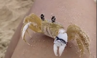 Por que caranguejo limpa os olhos?