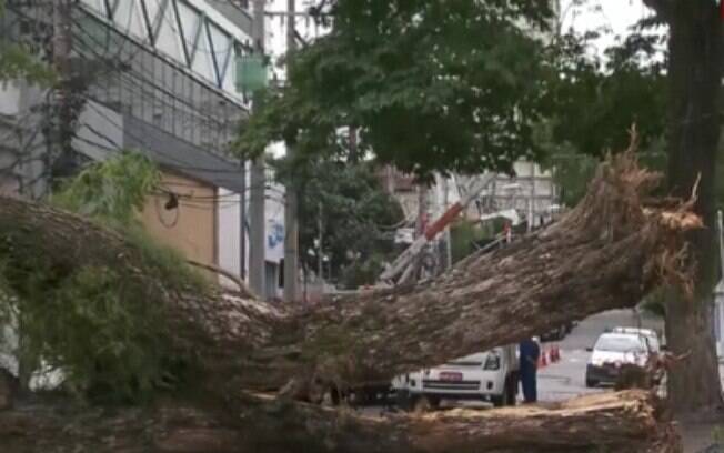 Chuva em São Paulo provocou estragos e a capital paulista amanheceu com diversas árvores caídas