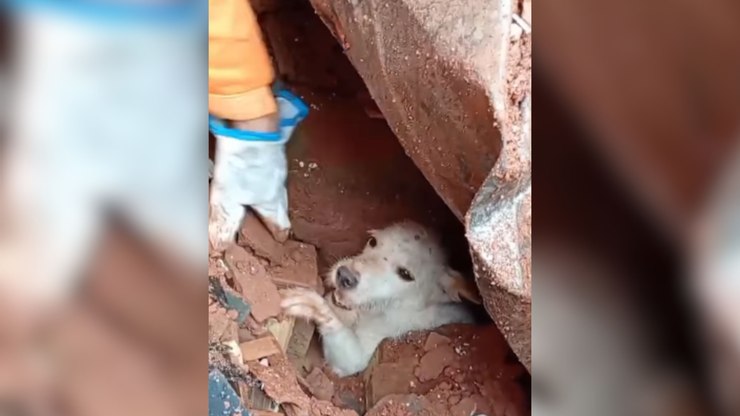 Cachorro é resgatado dos escombros após desabamento em MG