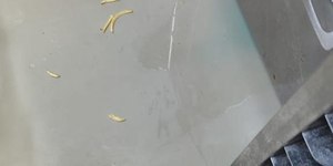 Com insetos e bolor, restaurante em Campinas é interditado