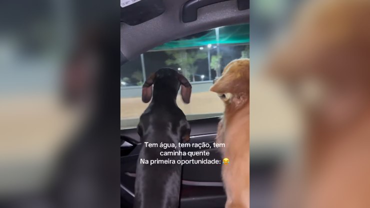 Salsicha salta do carro em movimento durante passeio