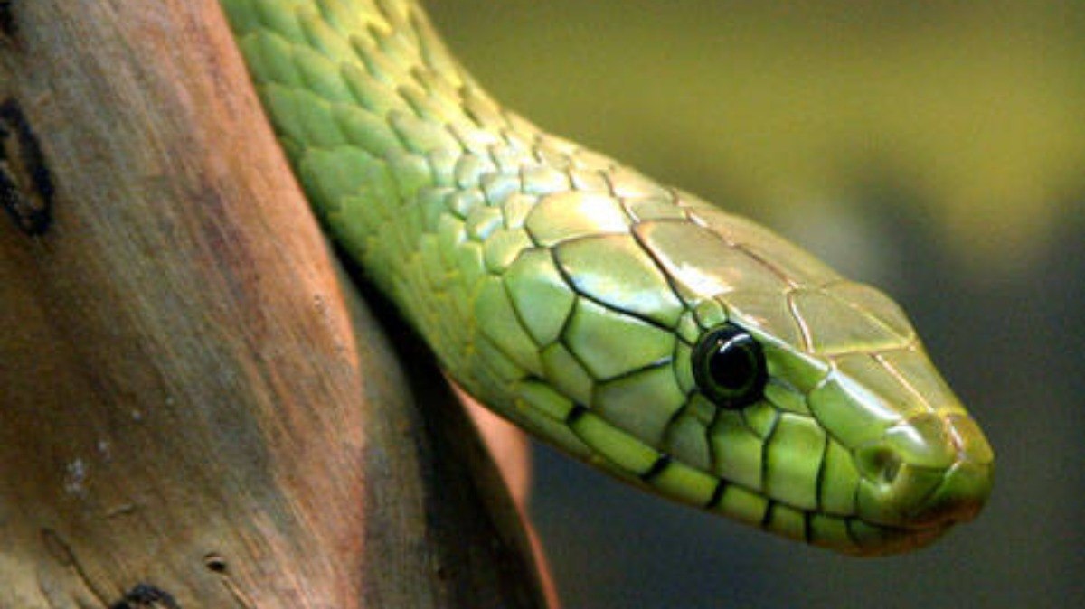 Conhe%C3%A7a%20mais%20sobre%20a%20mamba-verde%2C%20esp%C3%A9cie%20de%20serpente%20que%20matou%20youtuber