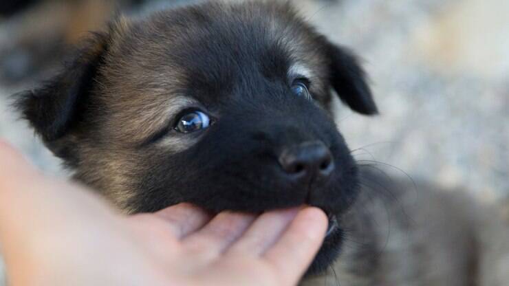 com quantos meses o filhote de cachorro para de morder