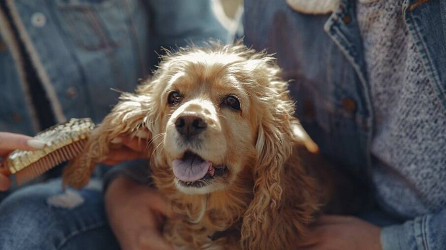 O melhor lugar para um Cocker Spaniel Americano é ao lado de seus tutores