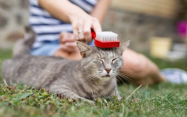 Como escovar pelo de gato e deixá-lo mais brilhoso e saudável