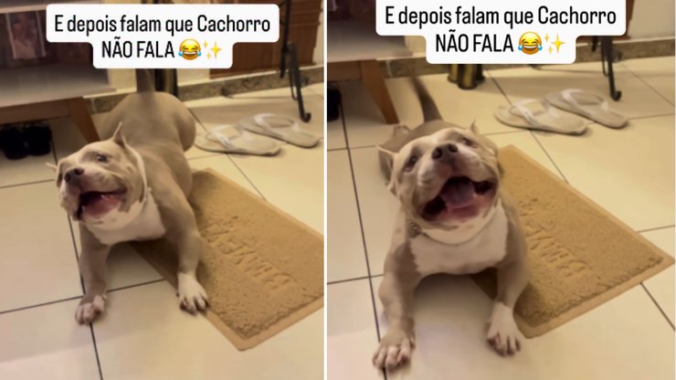 Cachorro%20interrompe%20conversa%20da%20tutora%20para%20dar%20sua%20opini%C3%A3o%22