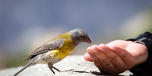 Alimentos perigosos para seu pássaro: o que evitar