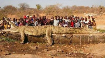 Crocodilo%20gigante%20%C3%A9%20capturado%20na%20%C3%81frica%20ap%C3%B3s%20desaparecimentos