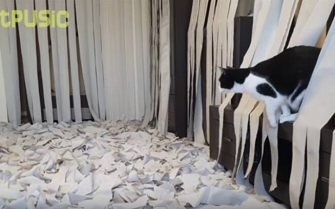 Vídeo de gato brincando em quarto cheio de papel higiênico viraliza