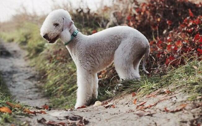 O bedlington terrier faz parte do Grupo Terrier