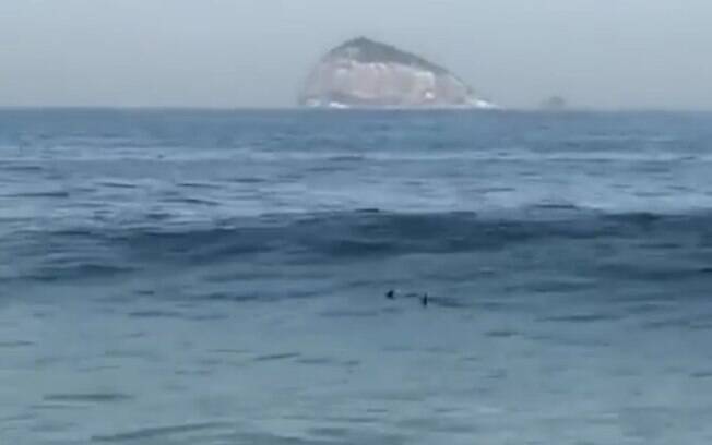 Tubarão movimenta sábado de sol do Rio de Janeiro; banhistas comentam que animal estava 'muito perto da praia'