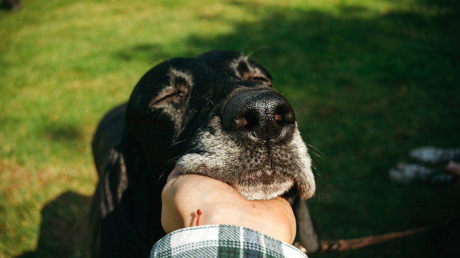 Um cachorro idoso precisa de cuidados especiais, como a ração sênior em sua alimentação