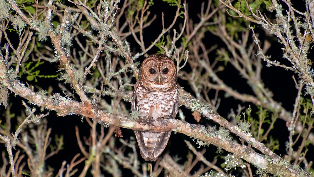 Uma coruja-listrada (Strix hylophila) foi identificada como portadora de Escherichia coli multirresistente no estudo