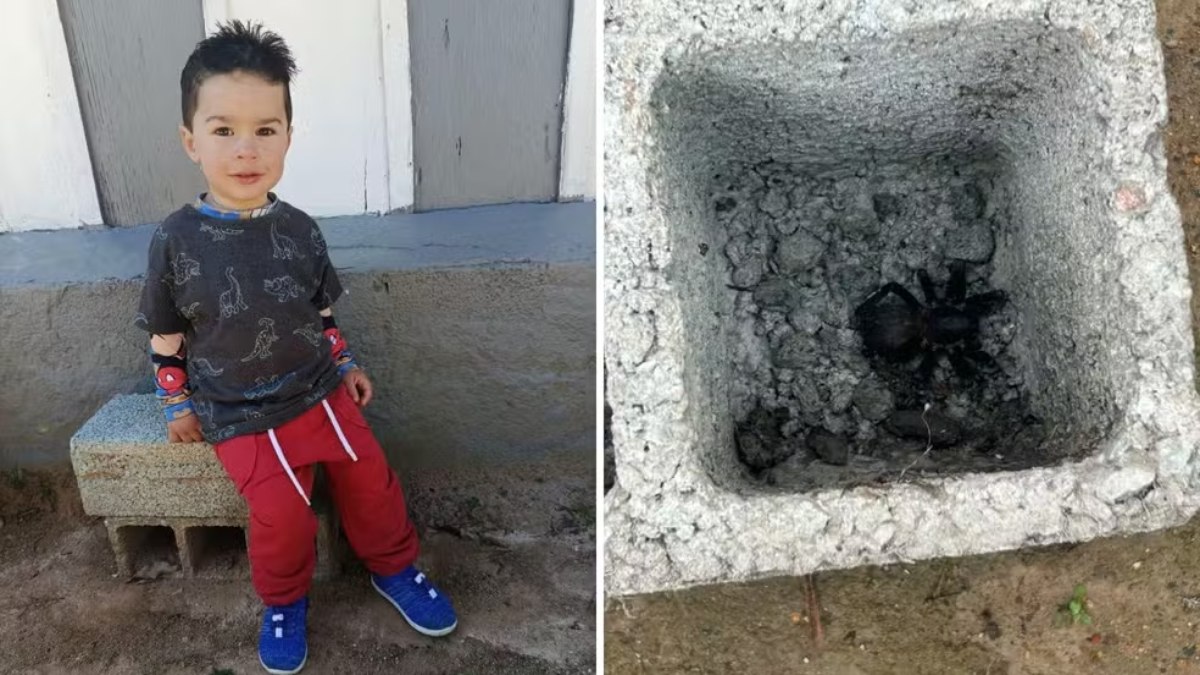 Menino de 1 ano e 10 meses morre após ser picado por aranha em Atibaia, SP Menino de 1 ano e 10 meses morre após ser picado por aranha em Atibaia, SP
