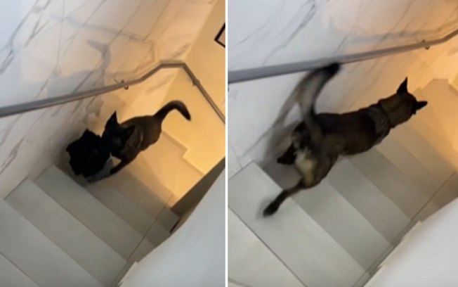 Cachorro ajuda dona em tarefas de casa: “Retorno da maternidade” 5ubxz57ugsrzixklby1gwiwbe