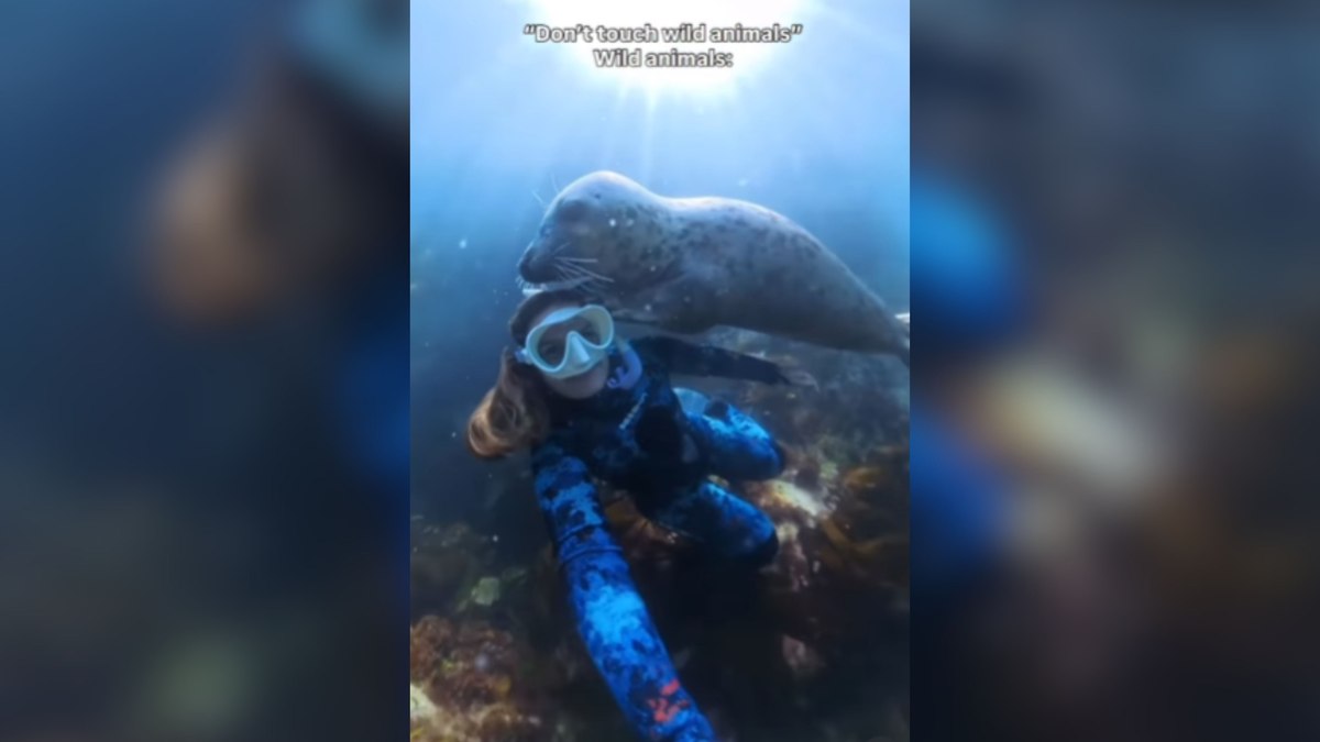 Animal marinho dá carinho a mulher durante mergulho Animal marinho dá carinho a mulher durante mergulho