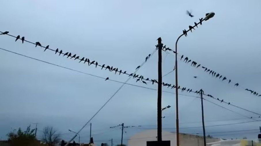 Biólogos explicam que a invasão acontece por causa da destruição das florestas nas colinas ao redor 