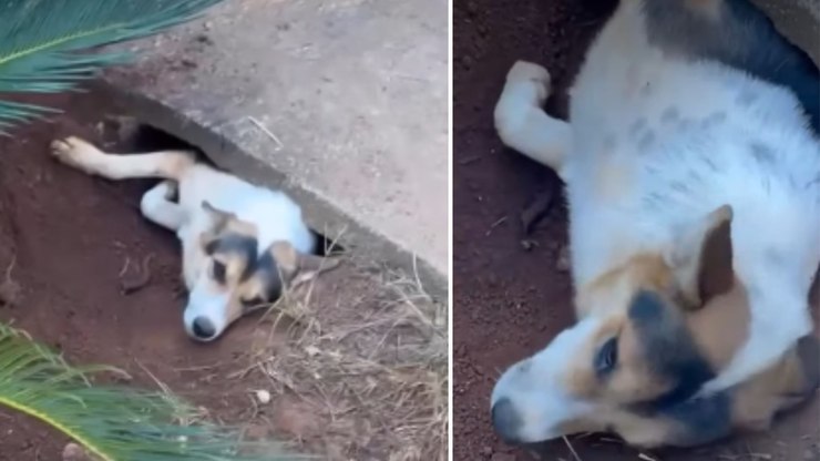 Cadela fica presa embaixo de pedra e reclama ao ser resgatada