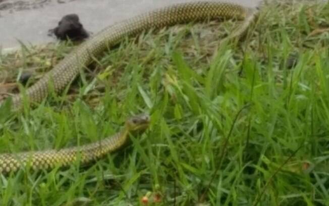 Cobra d'água é encontrada na orla da praia, em Praia Grande