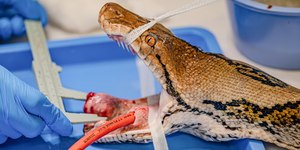 Zoólogos curam câncer de cobra gigante com quimioterapia inédita