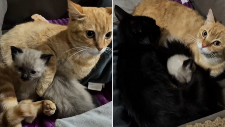 Disputa pela maternidade: gata "rouba" filhote de companheira