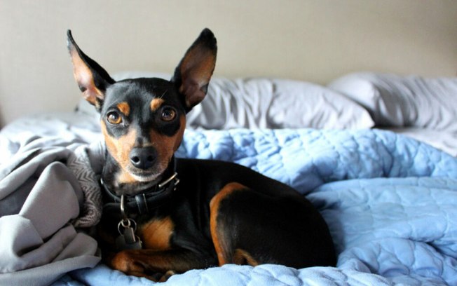 Conheça as características do cachorro da raça pinscher