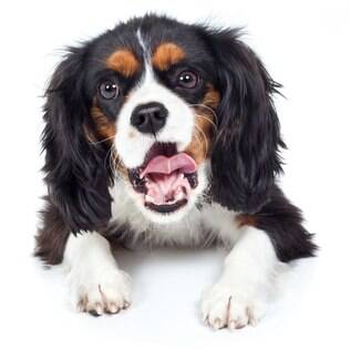 Cavalier King Charles Spaniel - undefined