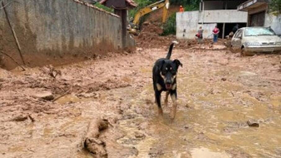 Cão em área de deslizamento em Petrópolis