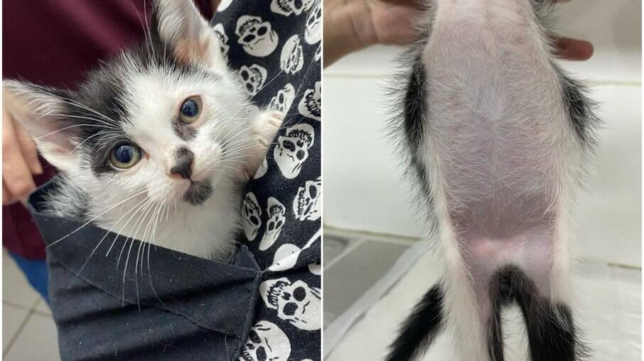 Gato chamado de Boninho nasceu sem a perfuração do ânus e foi operado às pressas; anomalia pode levar à morte