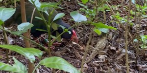 Ave ameaçada de extinção x réptil em risco: vídeo mostra batalha