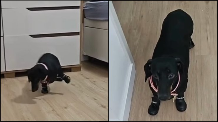 Vídeo de cachorrinha usando botas pela 1ª vez viraliza na web