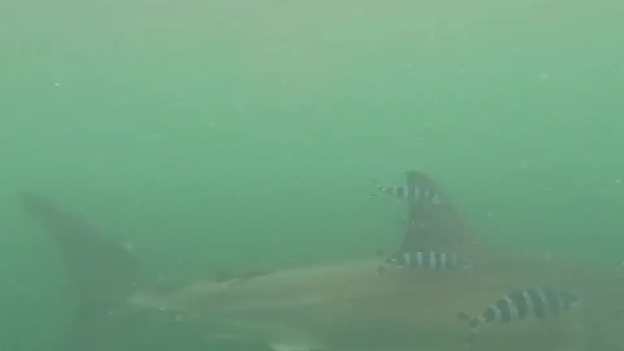 Tubarão-branco nada acompanhado de peixes-piloto na costa de Point Reyes, na Califórnia, Estados Unidos Tubarão-branco nada acompanhado de peixes-piloto na costa de Point Reyes, na Califórnia, Estados Unidos
