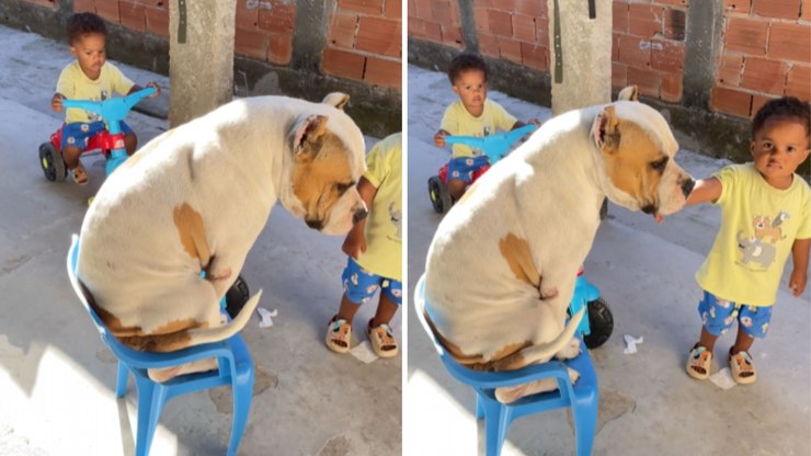 American%20Bully%20toma%20cadeira%20de%20crian%C3%A7as%20e%20ignora%20reclama%C3%A7%C3%B5es