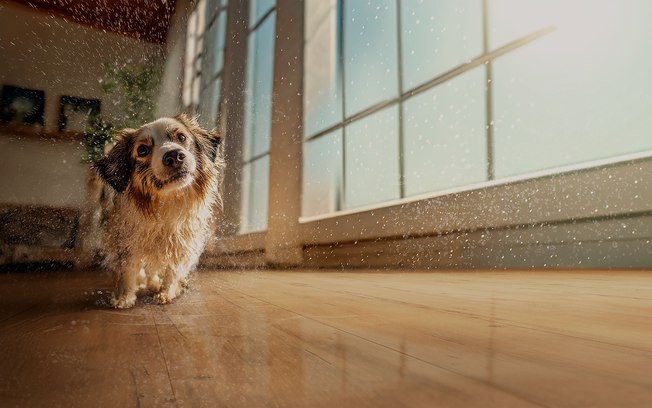 Pisos laminados Eucafloor agora têm resistência total à água