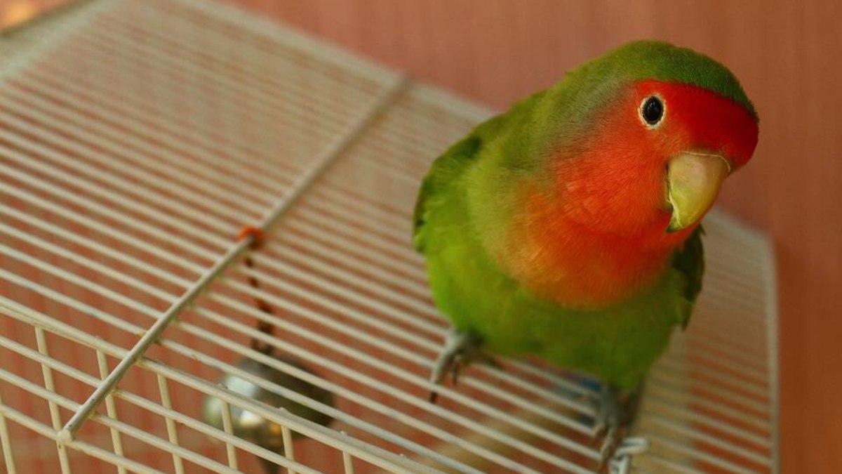 Agapornis é um género de aves Psitaciformes que possui nove espécies