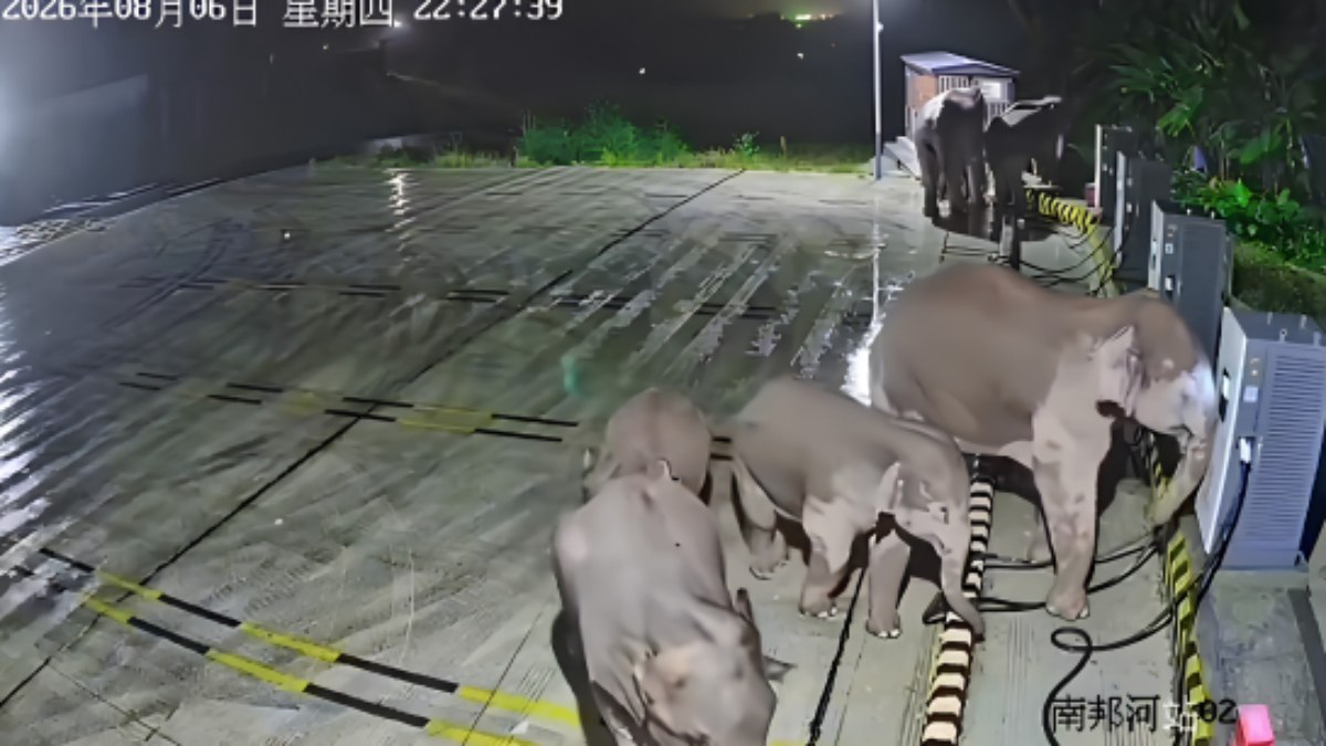 Vídeo: elefante se irrita e destrói recarga de carros elétricos - QTU Questões do Universo