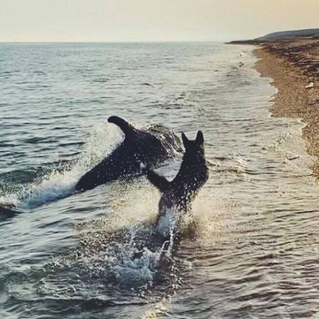 Cão brinca com golfinho em cena adorável na praia; veja