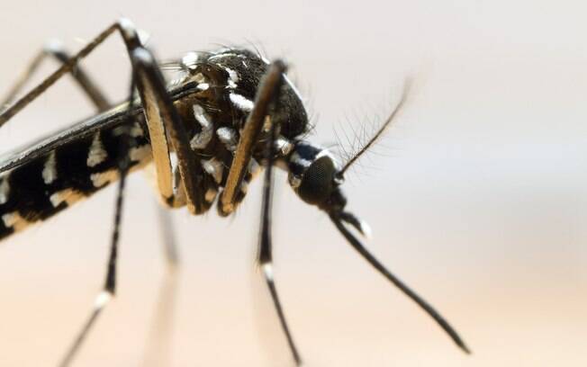 Dieta de Aedes aegypti agora é composta por sangue bovino e Whey Protein