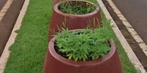 Pés de maconha aparecem em canteiro de avenida em Goiás