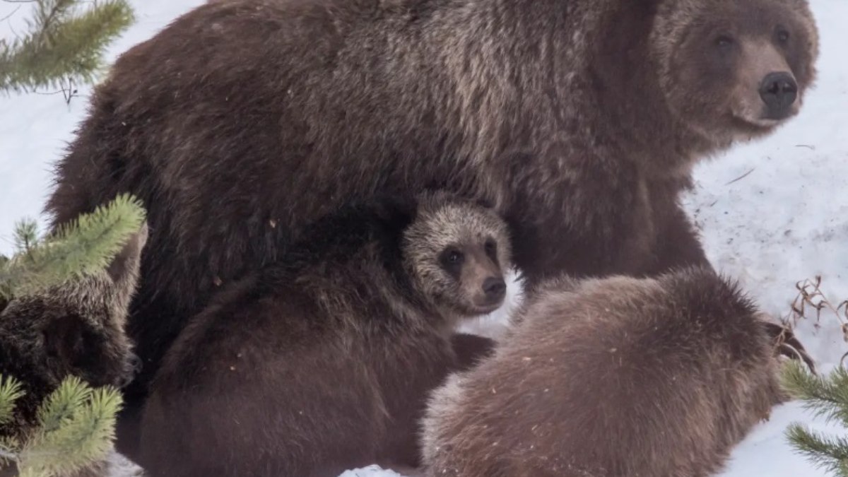 Fêmea de urso pardo costumava atrair milhares de turistas a parque de Wisconsin a cada vez que dava à luz