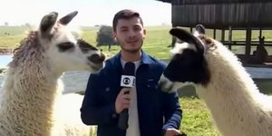 Repórter da Globo é surpreendido por lhama durante ao vivo