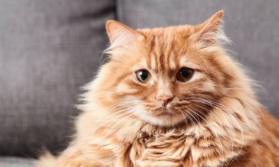 Gato engasgado: veterinária explica o que fazer