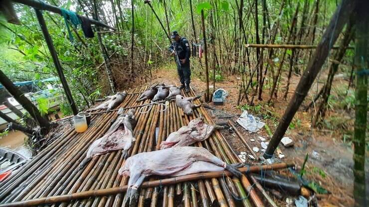 Dono da capivara 'Filó' não é 'ribeirinho' e explorou animal silvestre