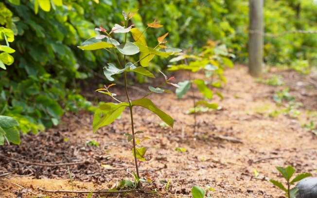 PAM Saint-Gobain mantém 