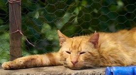 Dicas para cuidar do pet nos dias mais quentes