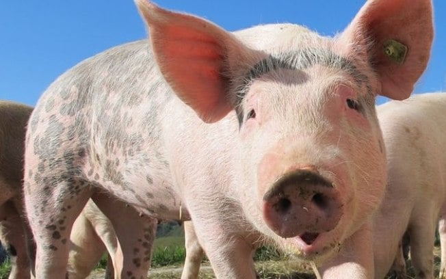 Cérebro de porco é mantido vivo por cinco horas fora do corpo