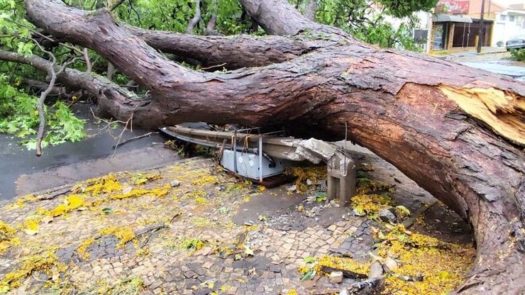 Chuva provoca queda de árvores na Vila Prado
