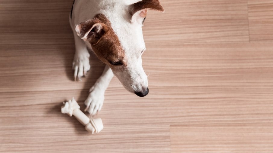 Ossos de couro apresentam riscos sérios para os cachorros