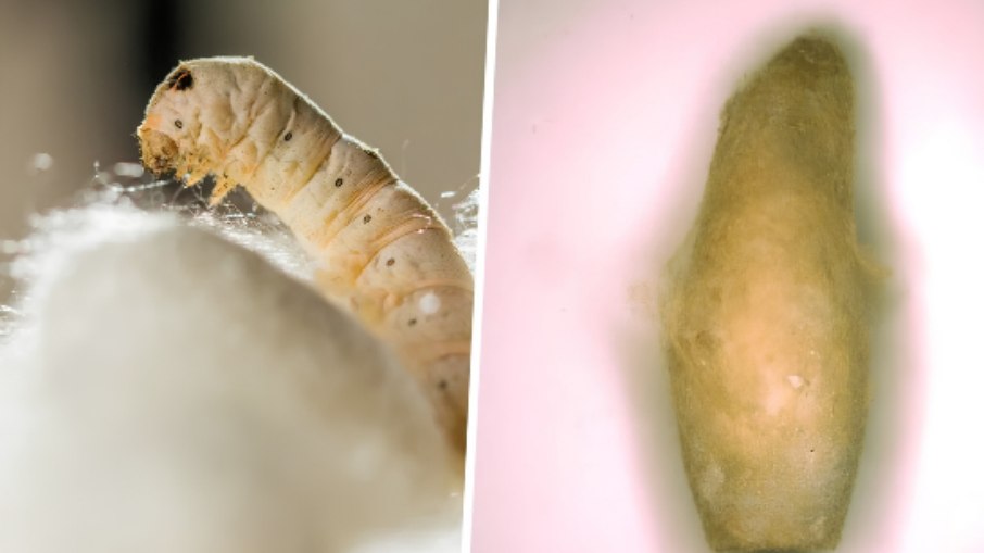 Casulos de bicho-da-seda de 4 mil anos encontrados no Uzbequistão redefinem a história do tecido na Ásia Casulos de bicho-da-seda de 4 mil anos encontrados no Uzbequistão redefinem a história do tecido na Ásia